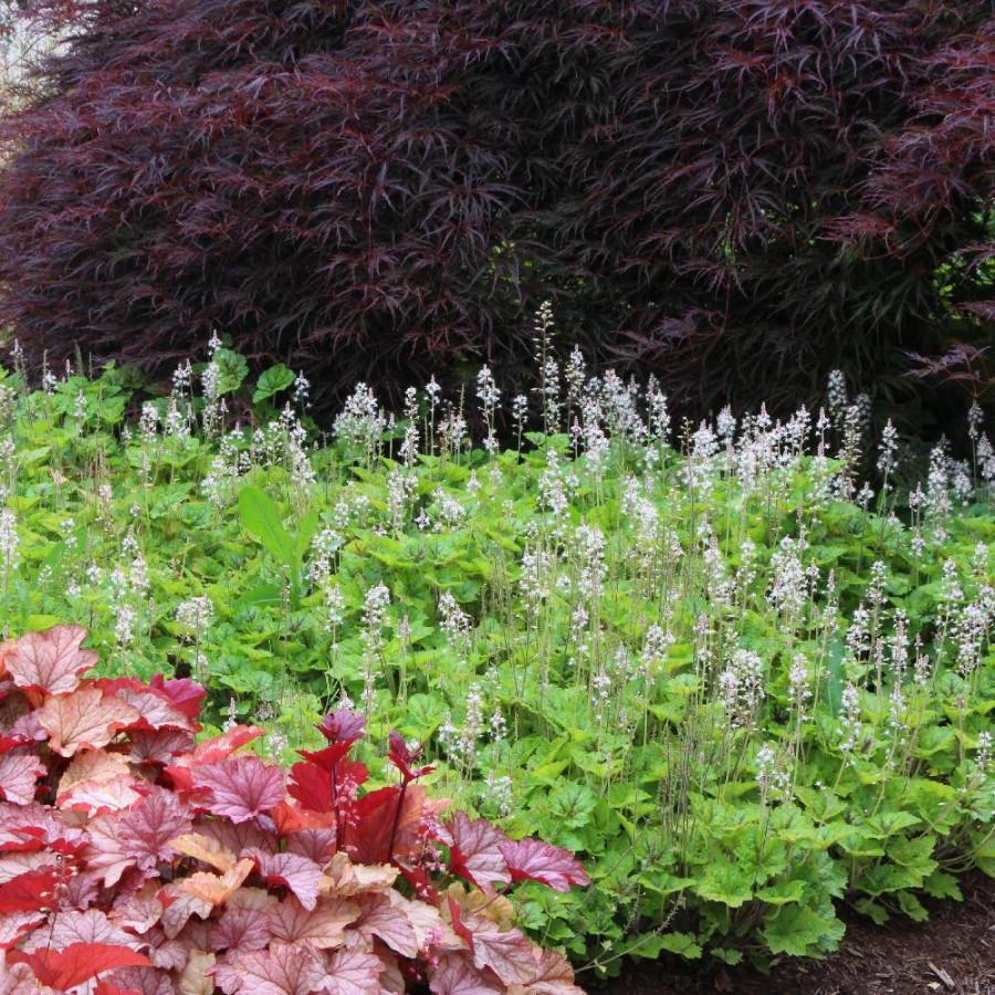 Plantes Vivaces TIARELLA 'Sunset Ridge' - Tiarelle en vente - Pépinière Lepage .