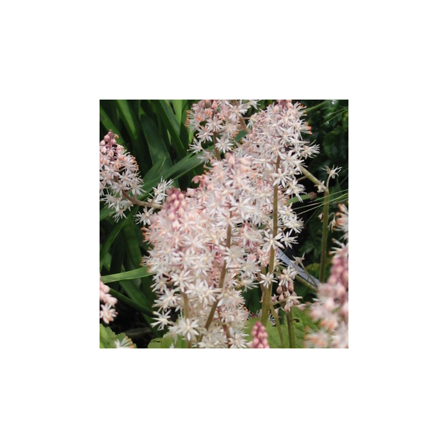 Plantes Vivaces TIARELLA 'Tiger Stripe' - Tiarelle en vente - Pépinière Lepage .