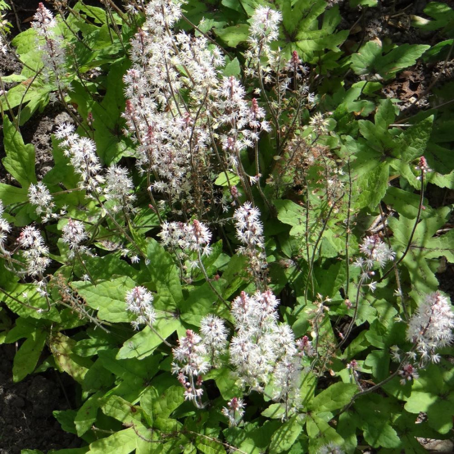 Plantes Vivaces TIARELLA 'Tiger Stripe' - Tiarelle en vente - Pépinière Lepage .