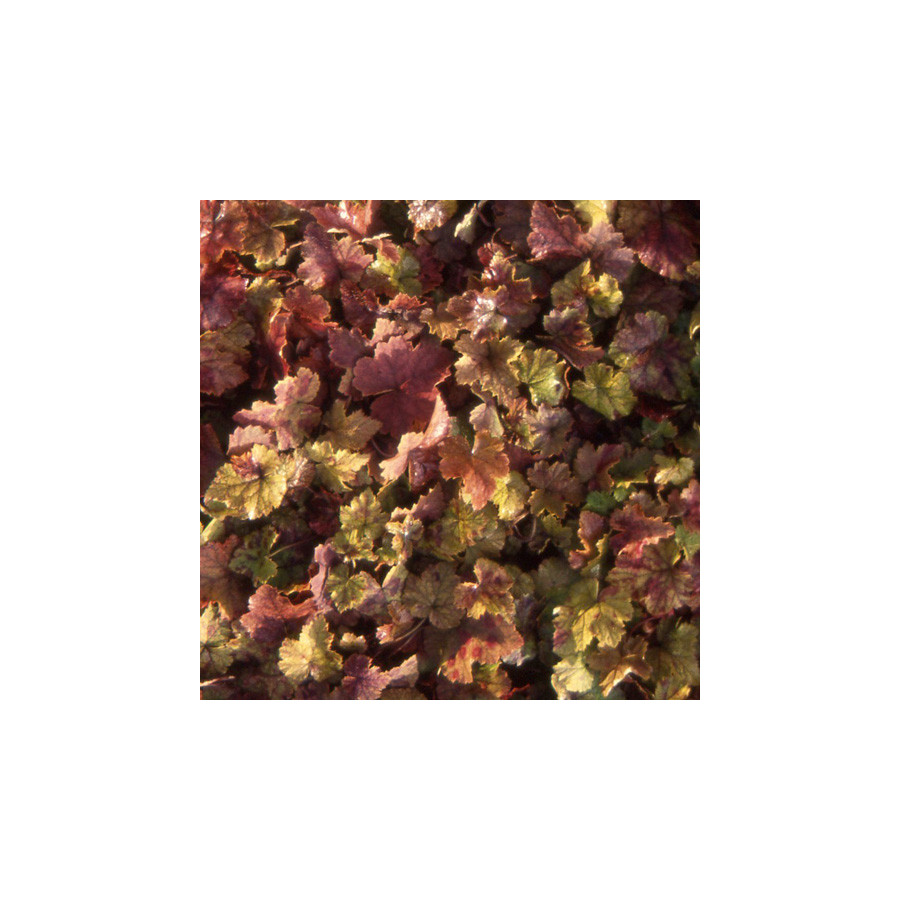 Plantes Vivaces TIARELLA cordifolia - Tiarelle en vente - Tiarelle cordifoliée en vente - Pépinière Lepage .