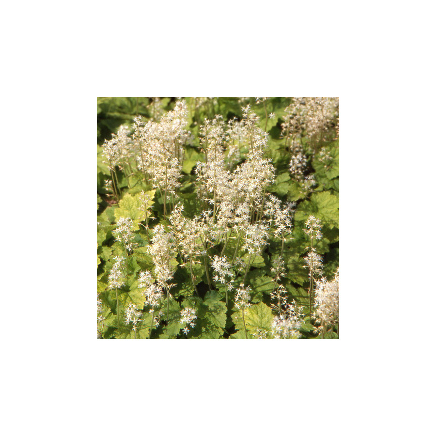 Plantes Vivaces TIARELLA cordifolia - Tiarelle en vente - Tiarelle cordifoliée en vente - Pépinière Lepage .