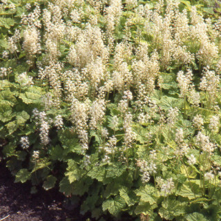 Plantes Vivaces TIARELLA cordifolia - Tiarelle en vente - Tiarelle cordifoliée en vente - Pépinière Lepage .