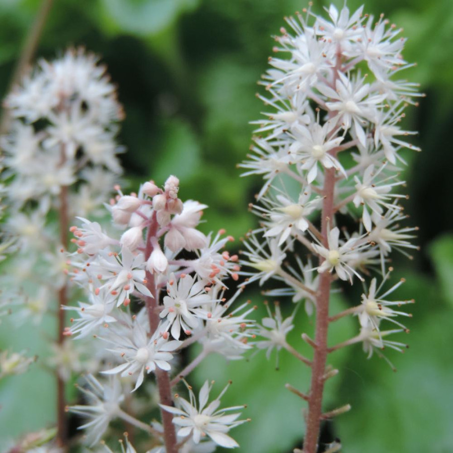 Plantes Vivaces TIARELLA cordifolia 'Eco' - Tiarelle en vente - Pépinière Lepage .
