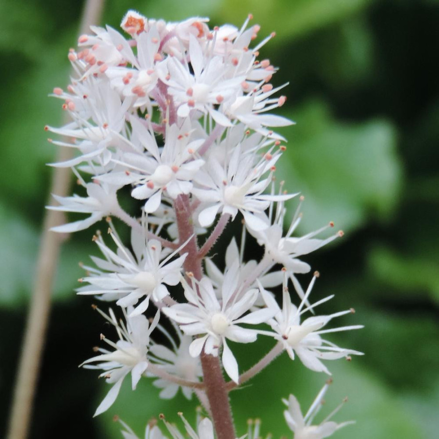 Plantes Vivaces TIARELLA cordifolia 'Eco' - Tiarelle en vente - Pépinière Lepage .