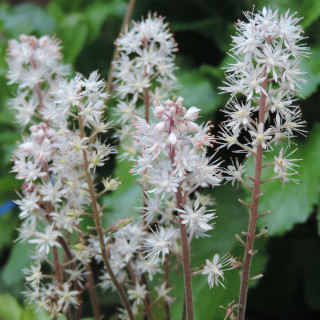 Plantes Vivaces TIARELLA cordifolia 'Eco' - Tiarelle en vente - Pépinière Lepage .