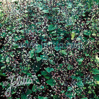 plantes-vivaces-tiarella-polyphylla-filigran-tiarelle-en-vente-pepiniere-lepage-