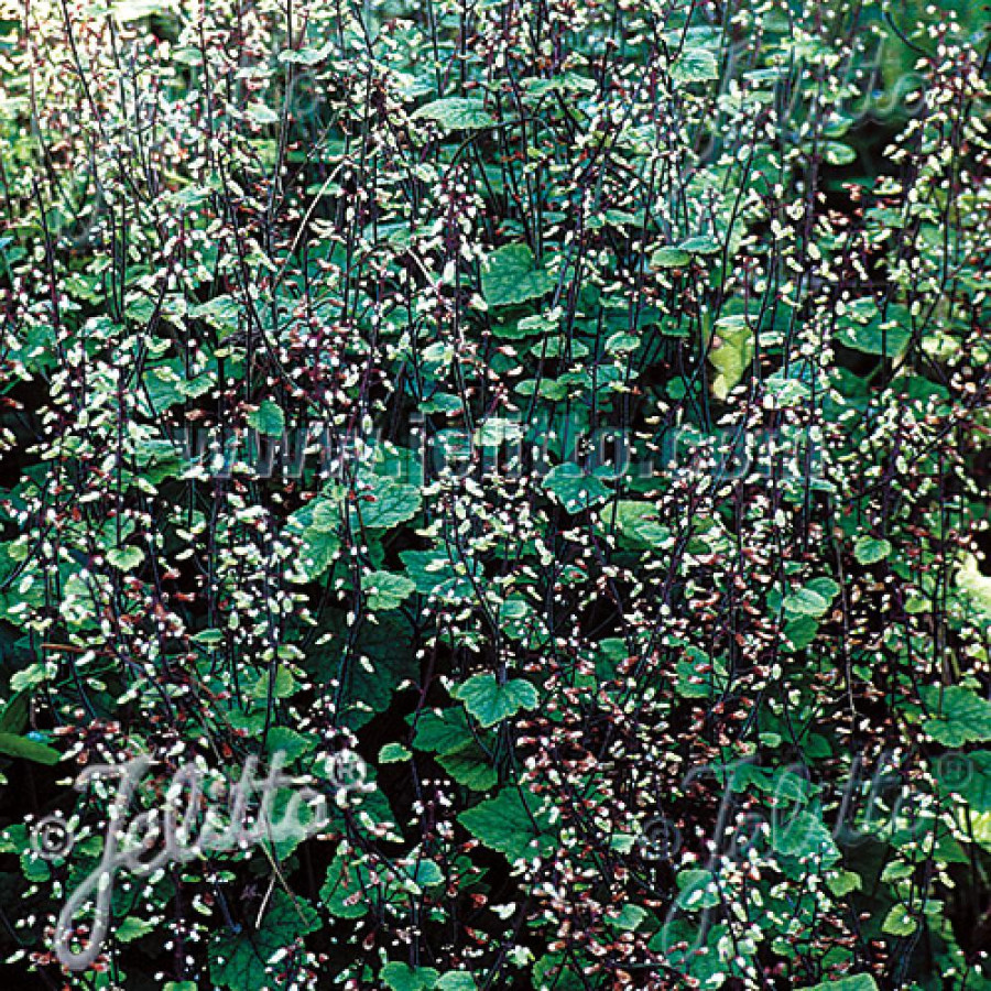 Plantes Vivaces TIARELLA polyphylla 'Filigran' - Tiarelle en vente - Pépinière Lepage .