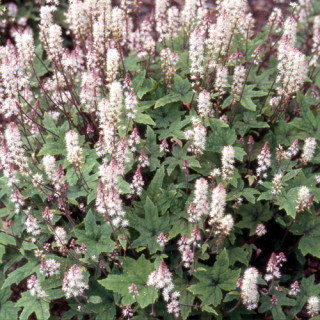 plantes-vivaces-tiarella-wherryi-tiarelle-en-vente-tiarelle-de-wherry-en-vente-pepiniere-lepage-