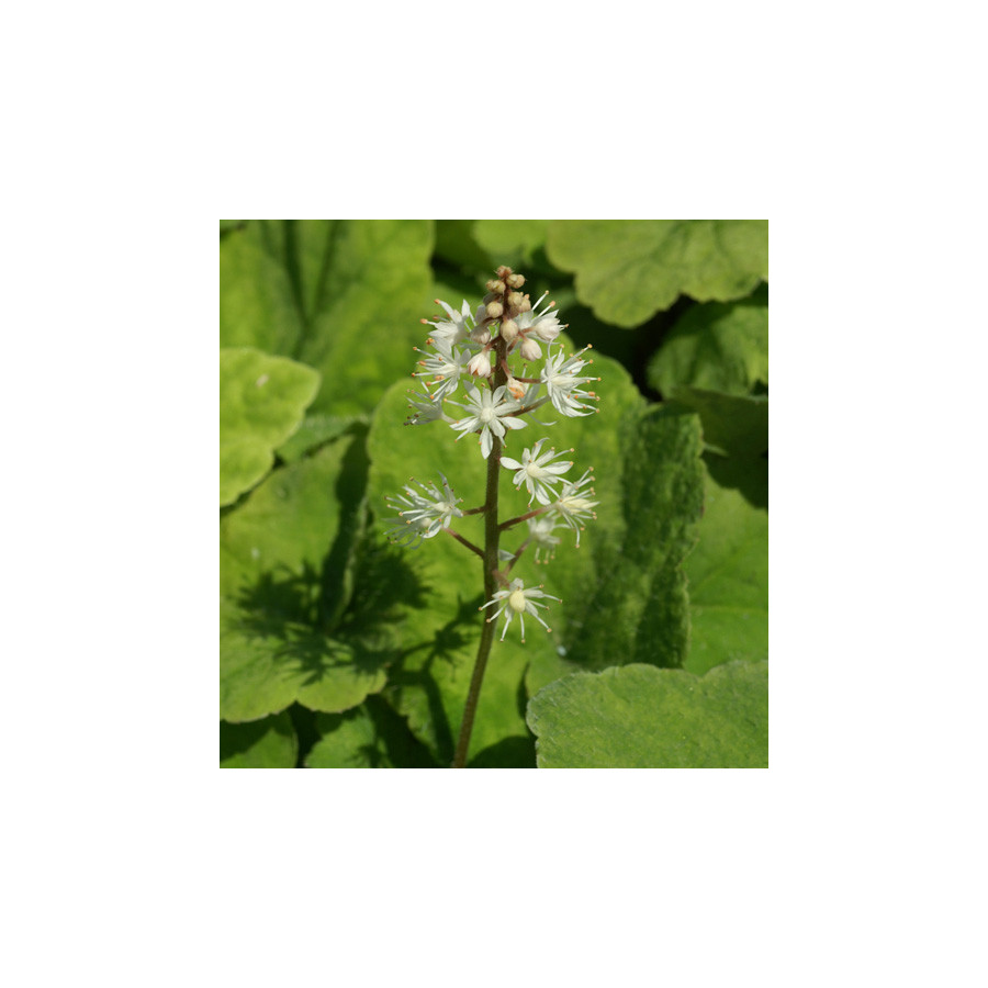 Plantes Vivaces TIARELLA wherryi - Tiarelle en vente - Tiarelle de Wherry en vente - Pépinière Lepage .
