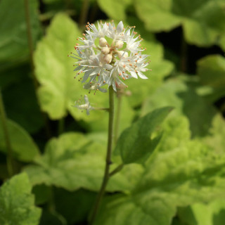 Plantes Vivaces TIARELLA wherryi - Tiarelle en vente - Tiarelle de Wherry en vente - Pépinière Lepage .