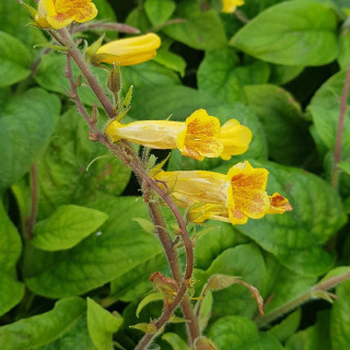 plantes-vivaces-titanotrichum-oldhamii-digitale-chinoise-en-vente-pepiniere-lepage-