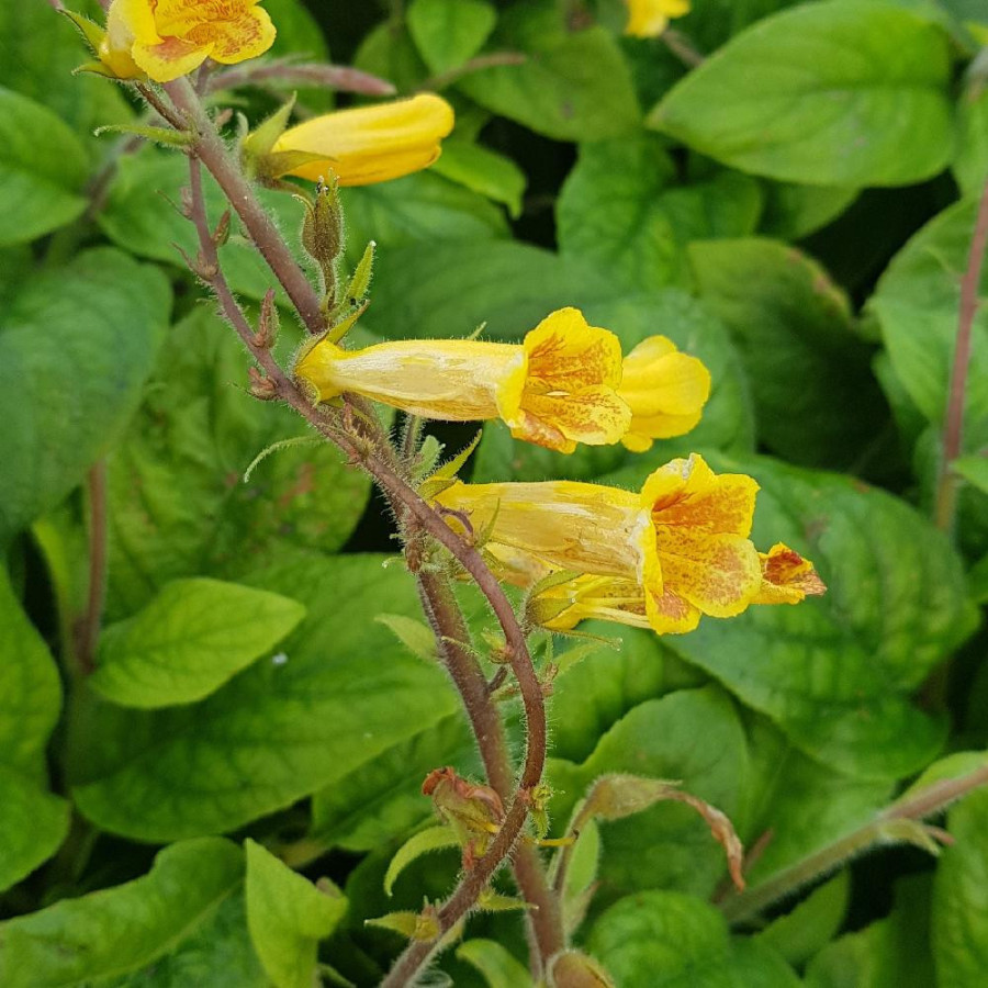 Plantes Vivaces TITANOTRICHUM oldhamii - Digitale chinoise en vente - Pépinière Lepage .