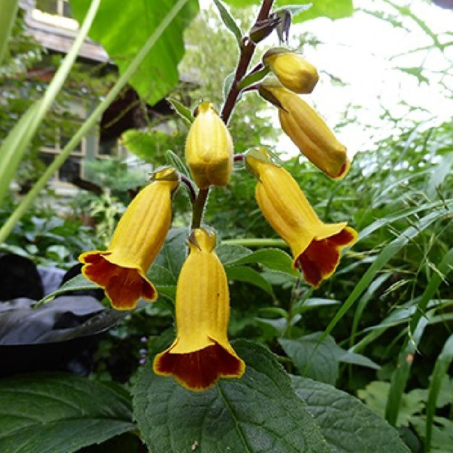 Plantes Vivaces TITANOTRICHUM oldhamii - Digitale chinoise en vente - Pépinière Lepage .