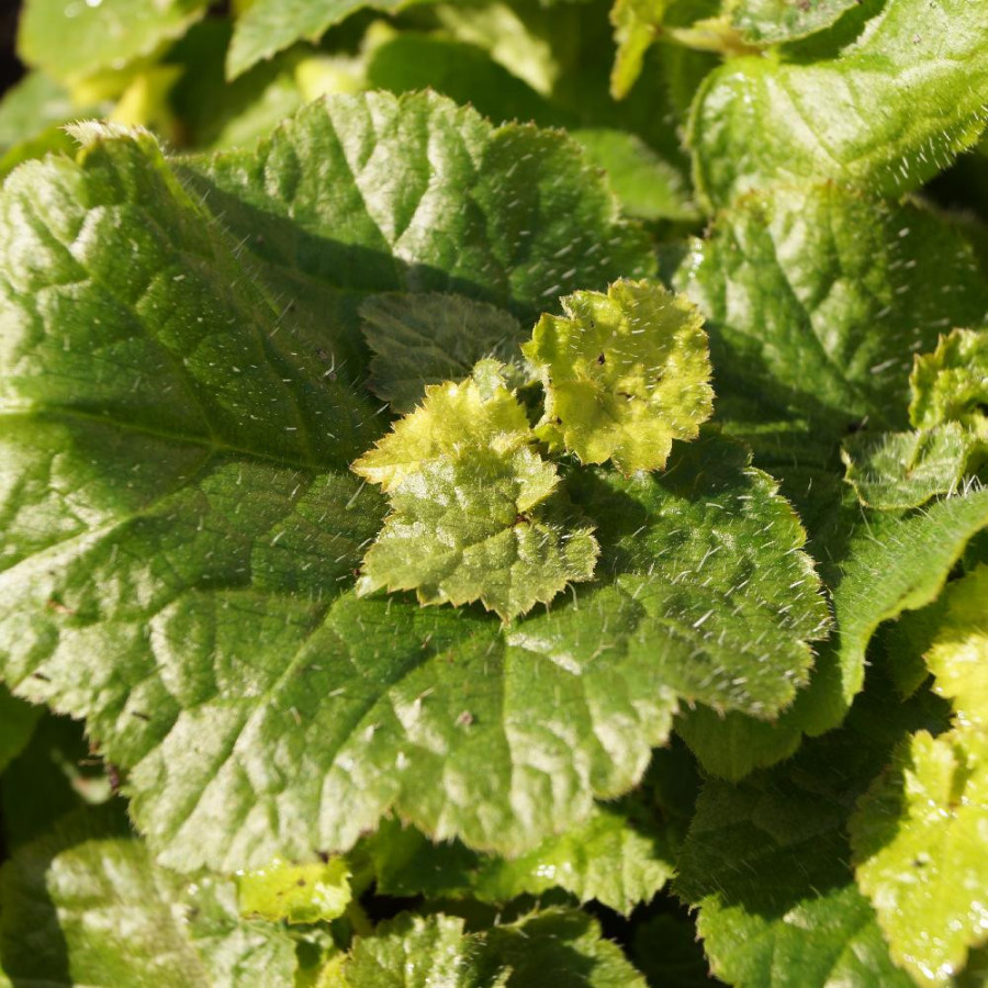 Plantes Vivaces TOLMIEA menziesii 'Cool Gold' ® - Tolmie de Menzies en vente - Pépinière Lepage .