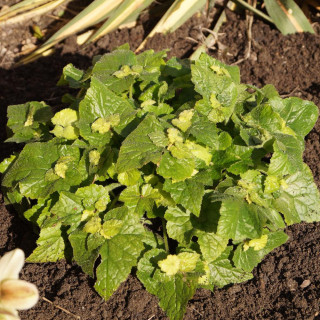 Plantes Vivaces TOLMIEA menziesii 'Cool Gold' ® - Tolmie de Menzies en vente - Pépinière Lepage .
