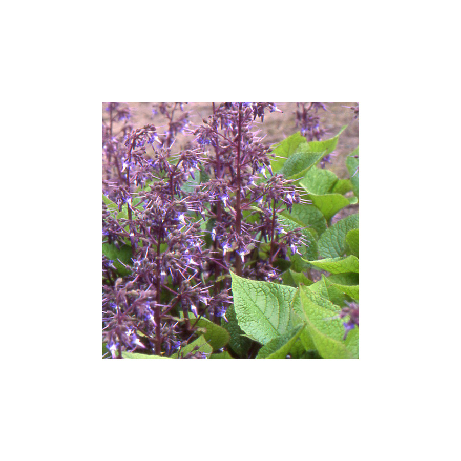 Plantes Vivaces TRACHYSTEMON orientalis - Bourrache du Caucase en vente - Pépinière Lepage .