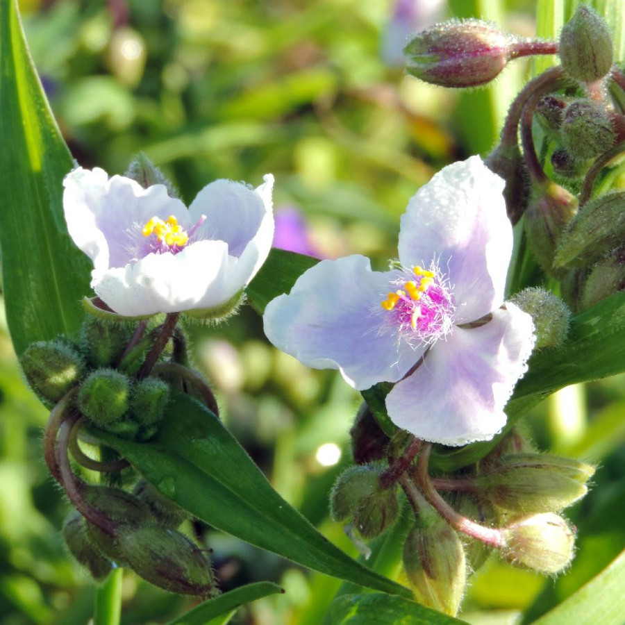 Plantes Vivaces TRADESCANTIA 'Domaine de Courson' (Andersoniana Group) - Ephémère de Virginie en vente - Pépinière Lepage .