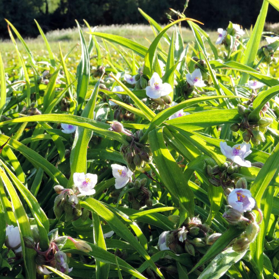 Plantes Vivaces TRADESCANTIA 'Domaine de Courson' (Andersoniana Group) - Ephémère de Virginie en vente - Pépinière Lepage .