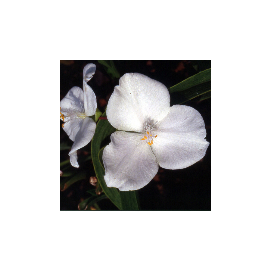 Plantes Vivaces TRADESCANTIA 'Innocence' (Andersoniana Group) - Ephémère de Virginie en vente - Pépinière Lepage .