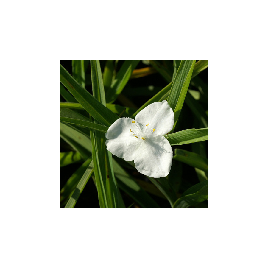 Plantes Vivaces TRADESCANTIA 'Innocence' (Andersoniana Group) - Ephémère de Virginie en vente - Pépinière Lepage .