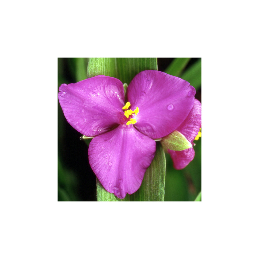 Plantes Vivaces TRADESCANTIA 'Karminglut' (Andersoniana Group) - Ephémère de Virginie en vente - Pépinière Lepage .