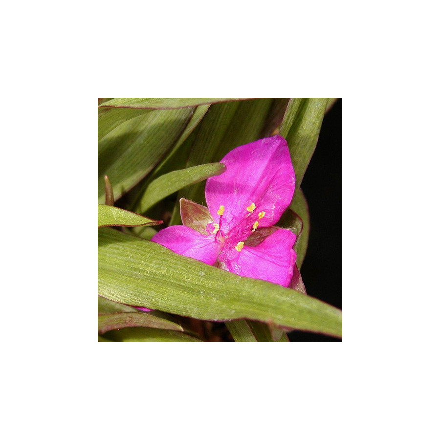 Plantes Vivaces TRADESCANTIA 'Karminglut' (Andersoniana Group) - Ephémère de Virginie en vente - Pépinière Lepage .