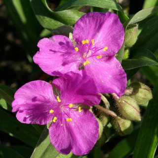 Plantes Vivaces TRADESCANTIA 'Karminglut' (Andersoniana Group) - Ephémère de Virginie en vente - Pépinière Lepage .