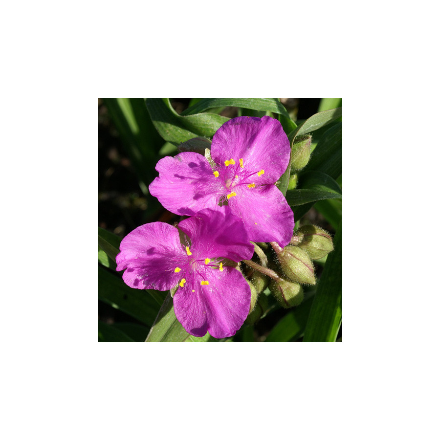 Plantes Vivaces TRADESCANTIA 'Karminglut' (Andersoniana Group) - Ephémère de Virginie en vente - Pépinière Lepage .