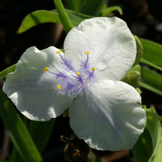 plantes-vivaces-tradescantia-osprey-andersoniana-group-ephemere-de-virginie-en-vente-pepiniere-lepage-