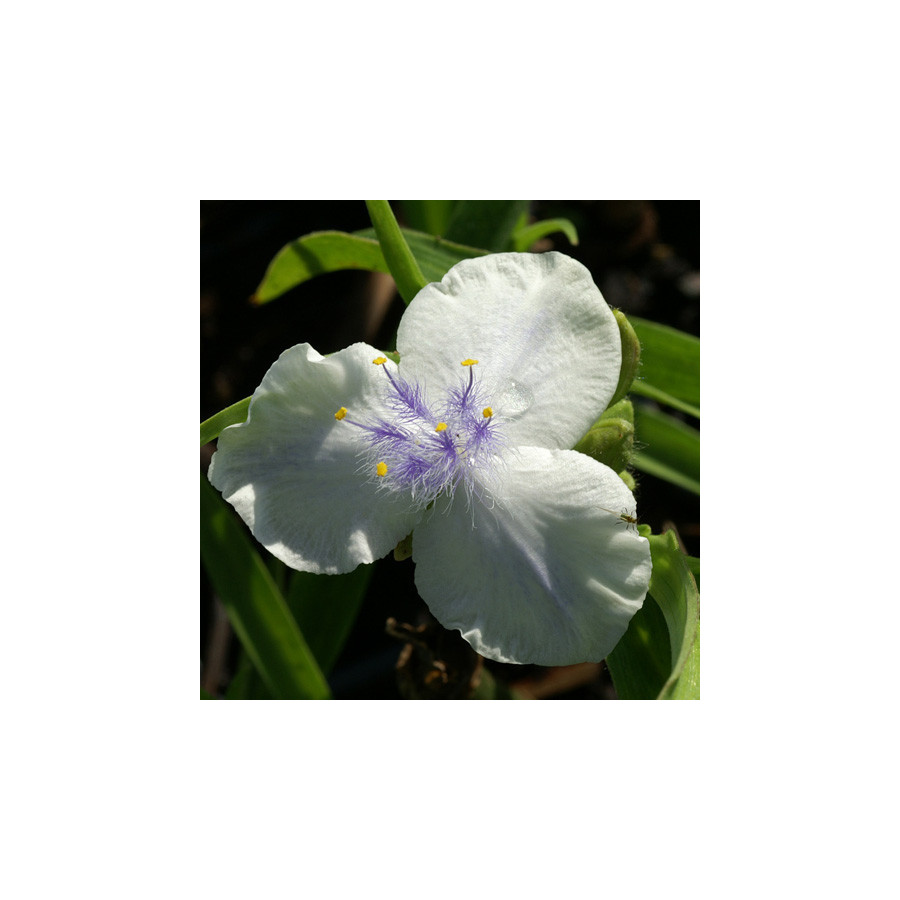 Plantes Vivaces TRADESCANTIA 'Osprey' (Andersoniana Group) - Ephémère de Virginie en vente - Pépinière Lepage .