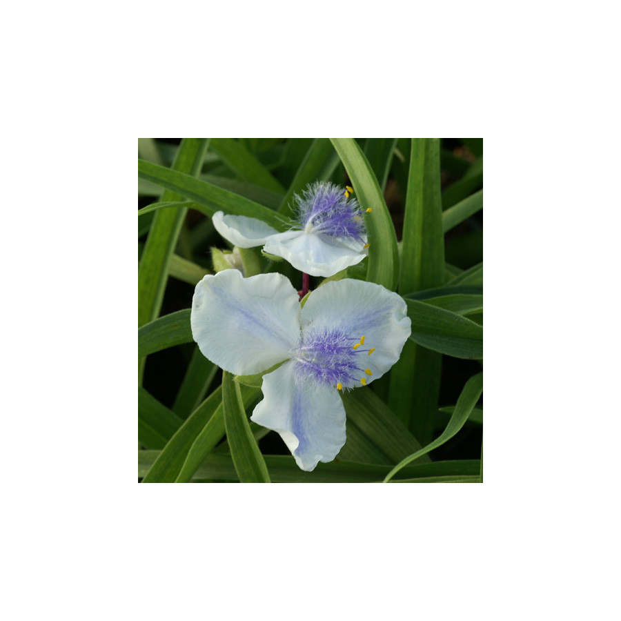 Plantes Vivaces TRADESCANTIA 'Osprey' (Andersoniana Group) - Ephémère de Virginie en vente - Pépinière Lepage .