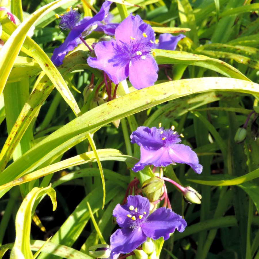 Plantes Vivaces TRADESCANTIA 'Sweet Kate' - Ephémère de Virginie en vente - Pépinière Lepage .
