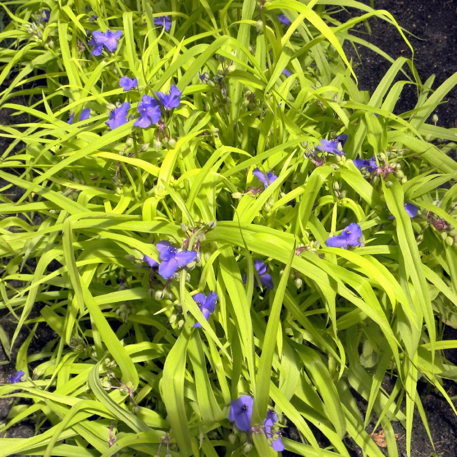 Plantes Vivaces TRADESCANTIA 'Sweet Kate' - Ephémère de Virginie en vente - Pépinière Lepage .