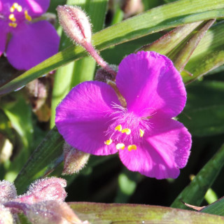 plantes-vivaces-tradescantia-valour-andersoniana-group-ephemere-de-virginie-en-vente-pepiniere-lepage-