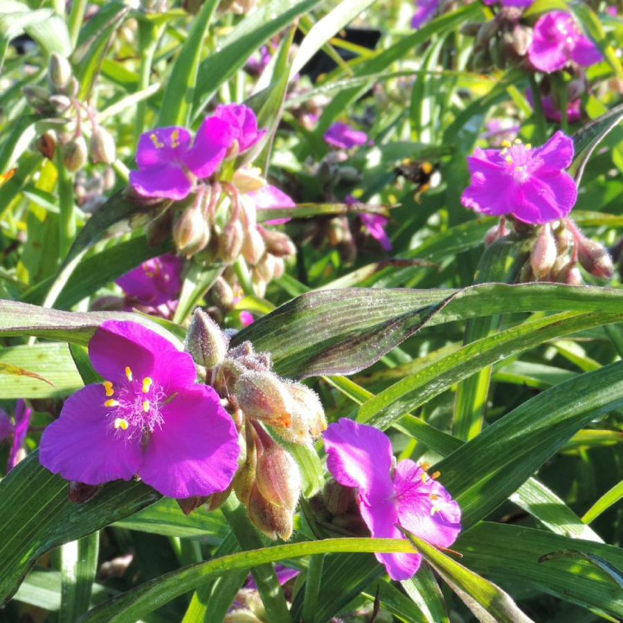 Plantes Vivaces TRADESCANTIA 'Valour' (Andersoniana Group) - Ephémère de Virginie en vente - Pépinière Lepage .
