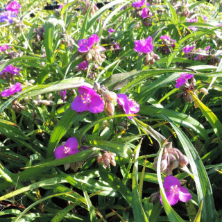 Plantes Vivaces TRADESCANTIA 'Valour' (Andersoniana Group) - Ephémère de Virginie en vente - Pépinière Lepage .