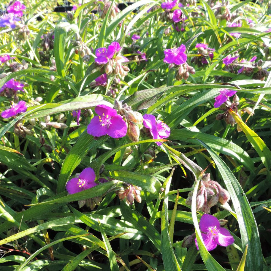 Plantes Vivaces TRADESCANTIA 'Valour' (Andersoniana Group) - Ephémère de Virginie en vente - Pépinière Lepage .