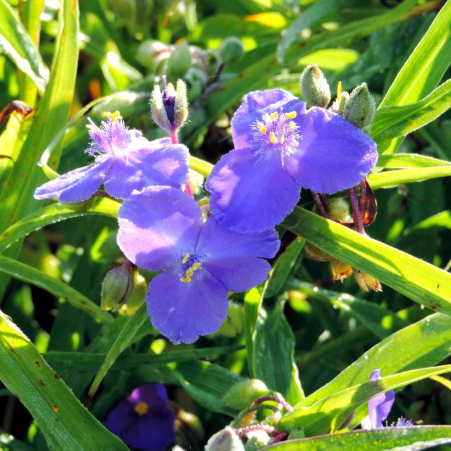 Plantes Vivaces TRADESCANTIA 'Zwanenburg Blue' (Andersoniana Group) - Ephémère de Virginie en vente - Pépinière Lepage .