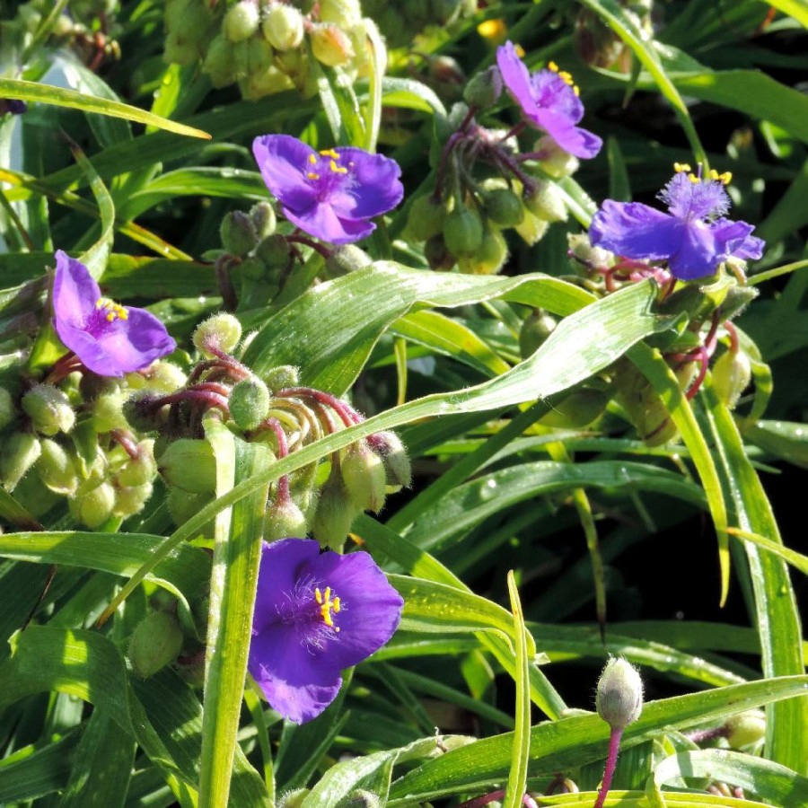 Plantes Vivaces TRADESCANTIA 'Zwanenburg Blue' (Andersoniana Group) - Ephémère de Virginie en vente - Pépinière Lepage .
