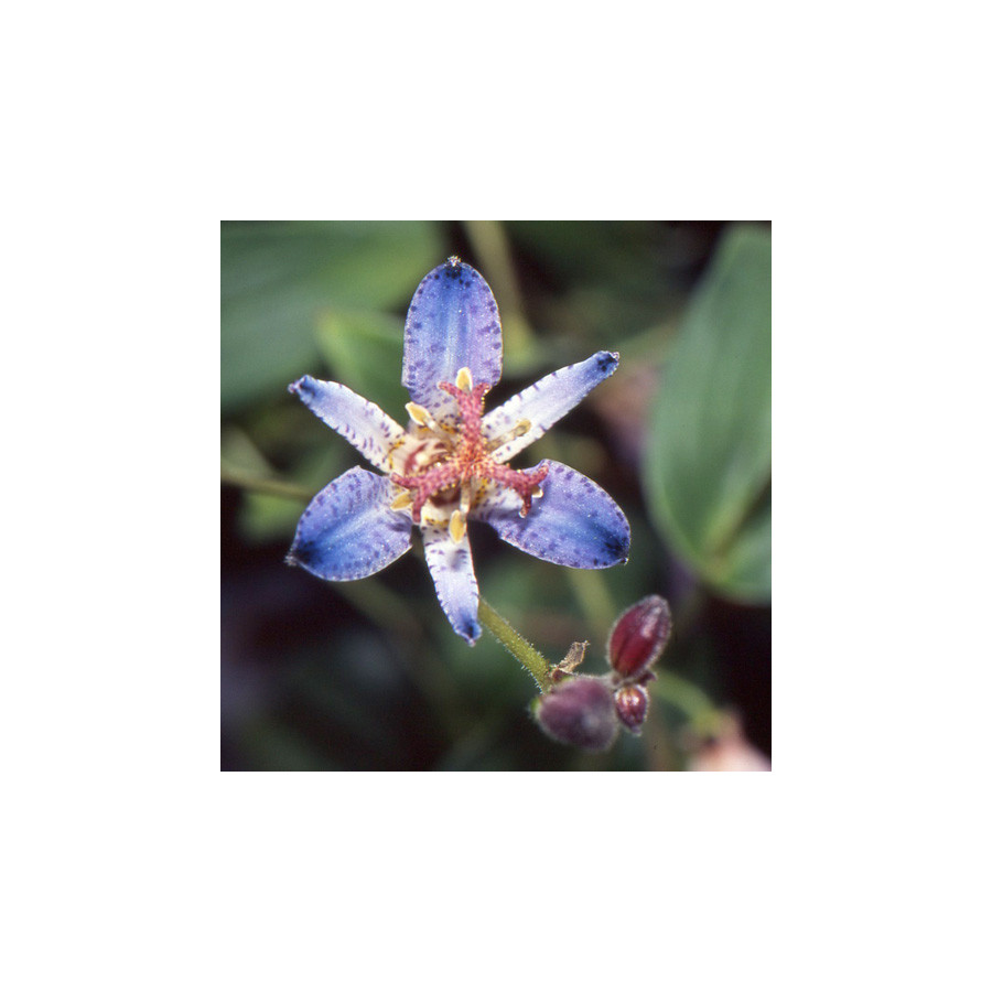 Plantes Vivaces TRICYRTIS 'Blaue' - Lis des crapauds en vente - Pépinière Lepage .