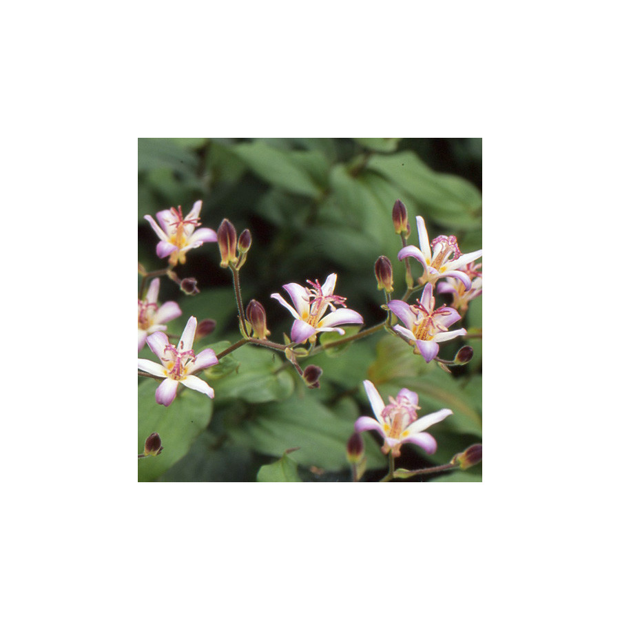 Plantes Vivaces TRICYRTIS 'Tojen' - Lis des crapauds en vente - Pépinière Lepage .