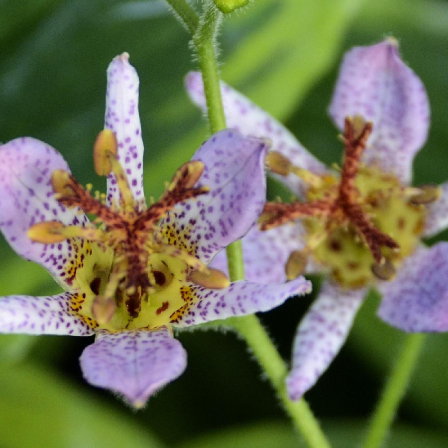 TRICYRTIS formosana 'Autumn Glow'