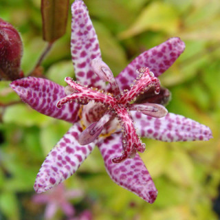 plantes-vivaces-tricyrtis-hirta-lis-des-crapauds-en-vente-pepiniere-lepage-