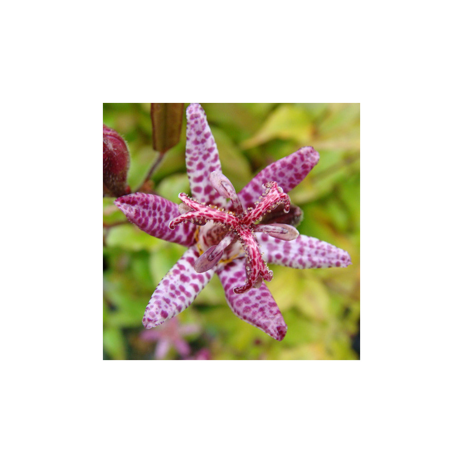 Plantes Vivaces TRICYRTIS hirta - Lis des crapauds en vente - Pépinière Lepage .