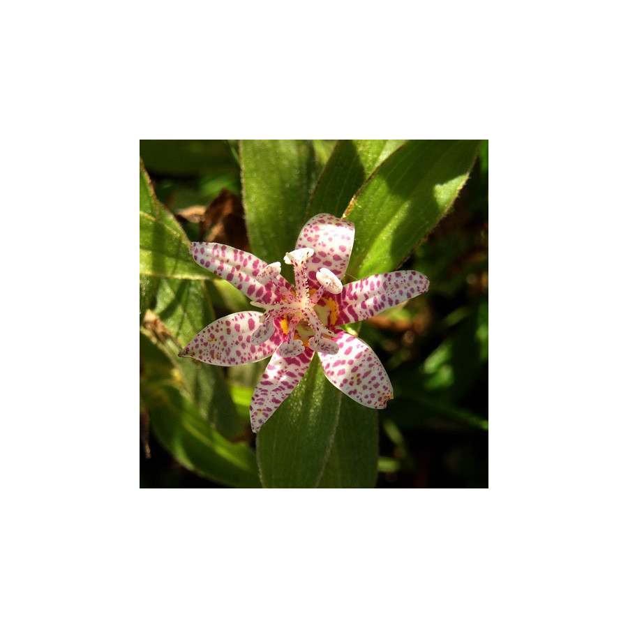 Plantes Vivaces TRICYRTIS hirta - Lis des crapauds en vente - Pépinière Lepage .