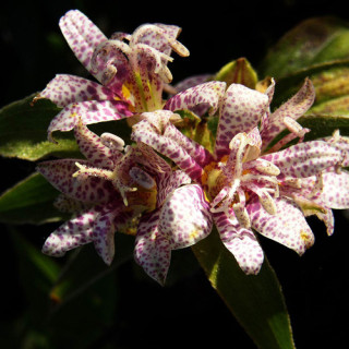 Plantes Vivaces TRICYRTIS hirta - Lis des crapauds en vente - Pépinière Lepage .