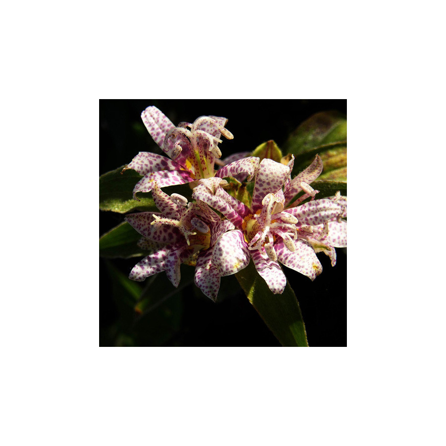 Plantes Vivaces TRICYRTIS hirta - Lis des crapauds en vente - Pépinière Lepage .