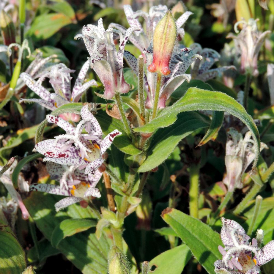 Plantes Vivaces TRICYRTIS hirta 'Miyazaki' - Lis des crapauds en vente - Pépinière Lepage .