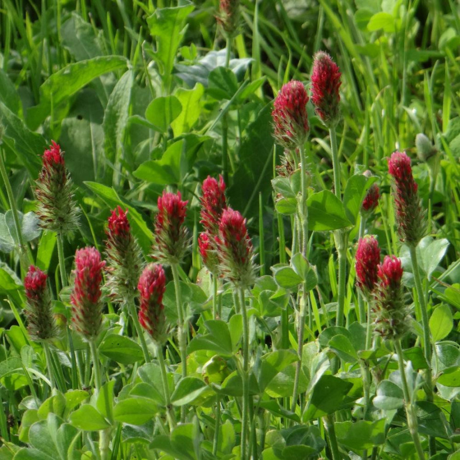 Plantes Vivaces TRIFOLIUM rubens - Trèfle en vente - Trèfle rouge en vente - Pépinière Lepage .