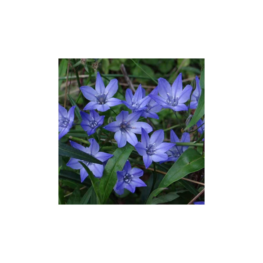 plantes-vivaces-triteleia-laxa-koningin-fabiola-brodiaea-en-vente-pepiniere-lepage-